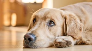 Golden Retriever dog with sad eyes resting his head on the floor