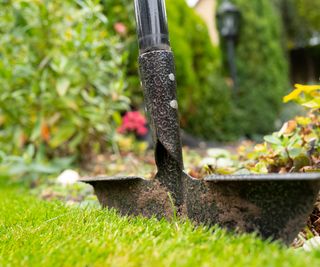 Steel lawn edger seen being used at the edge of a well maintained lawn and flowerbed area