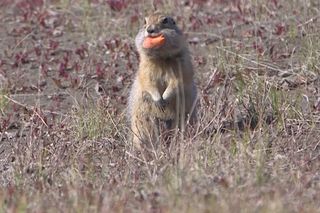 arctic ground squirrel, NSF, national science foundation, Charlie Heck, cory williams