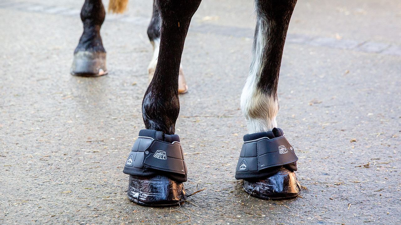Veredus safety bell boots review