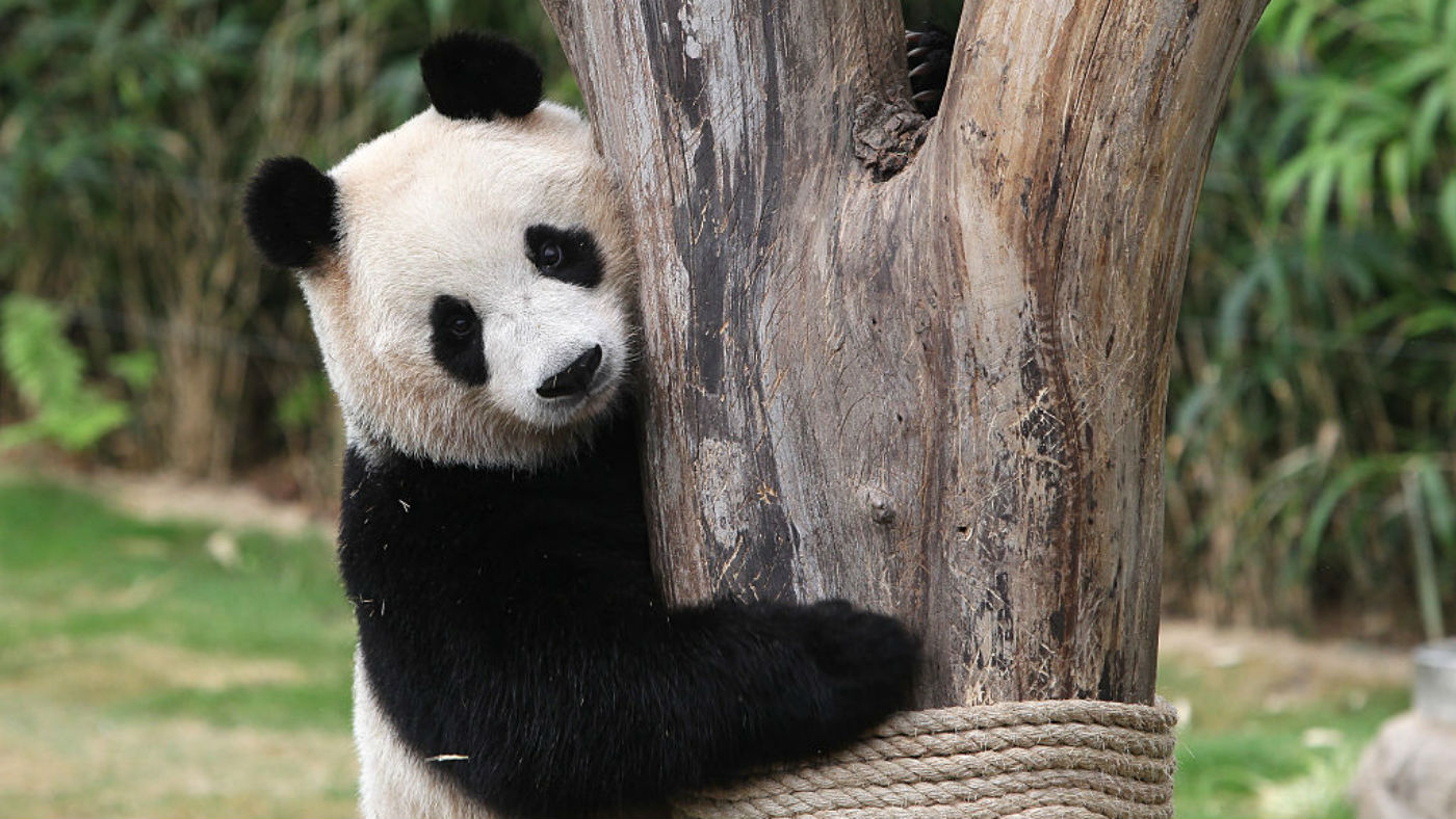 The animal's numbers have increased by 17 per cent from 2004 to 2014