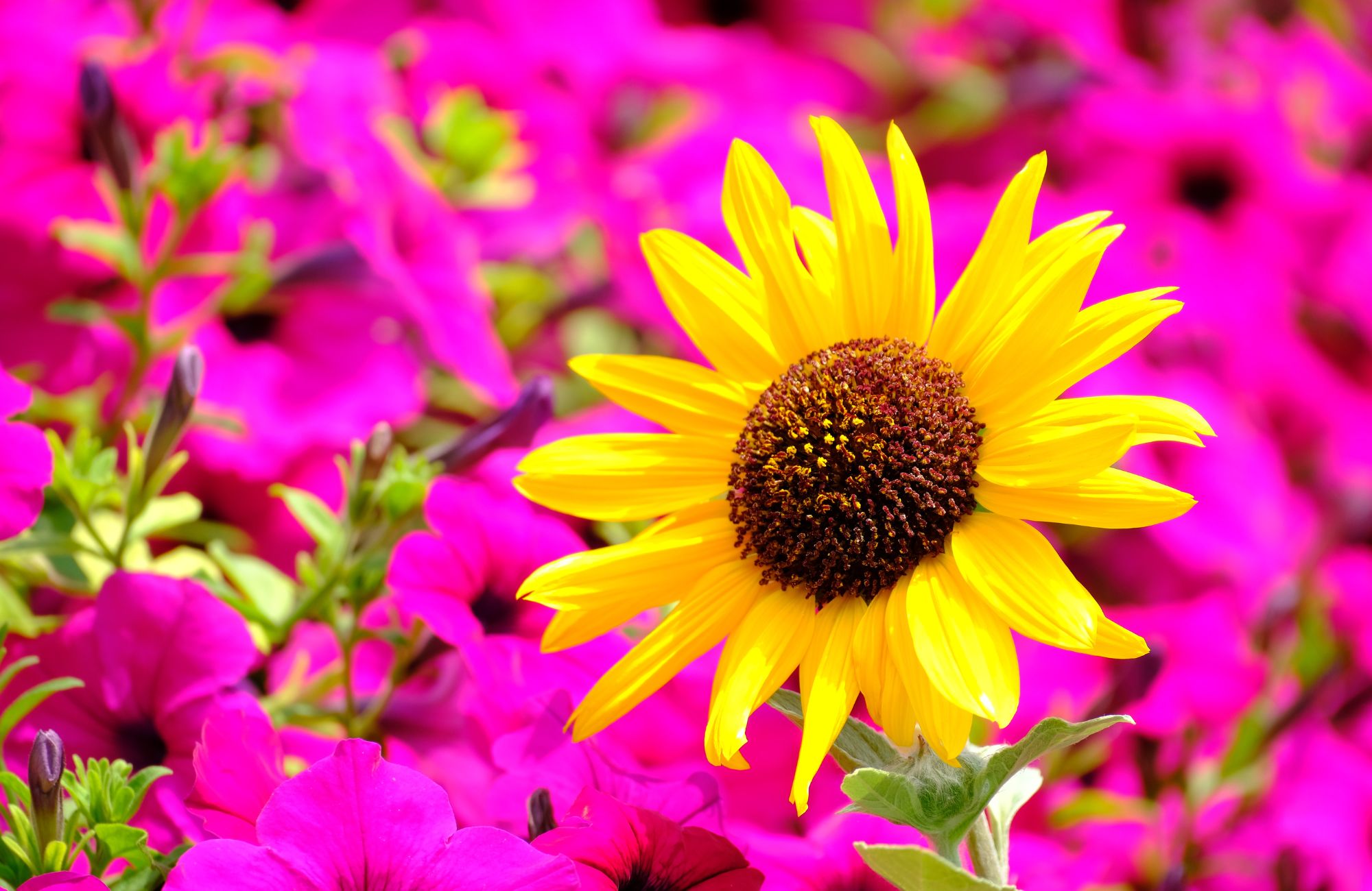 Sunflower head blooming bright against a sea of pink flowers