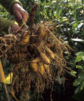 Lifting perennials for frost