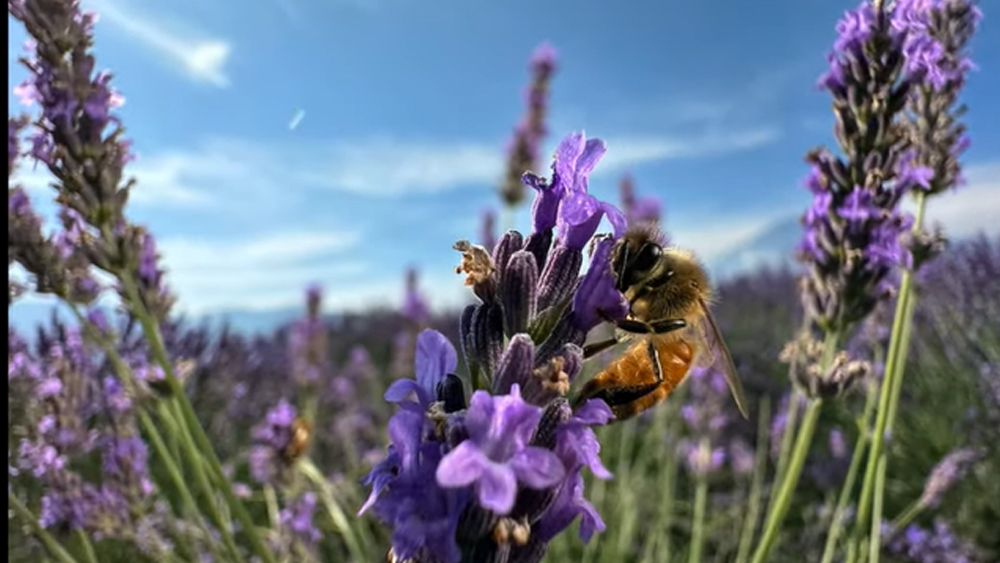 An image shot on the iPhone 15 Pro camera