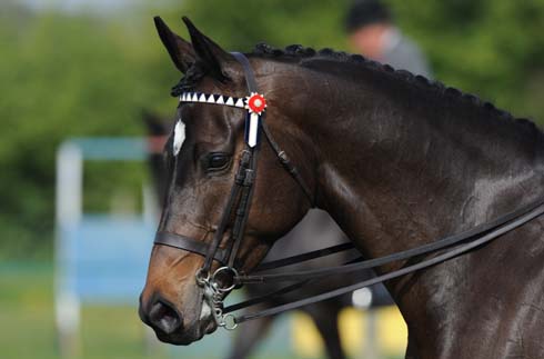 double-bridle.jpg