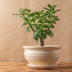 Potted jade plant against a beige canvas backdrop