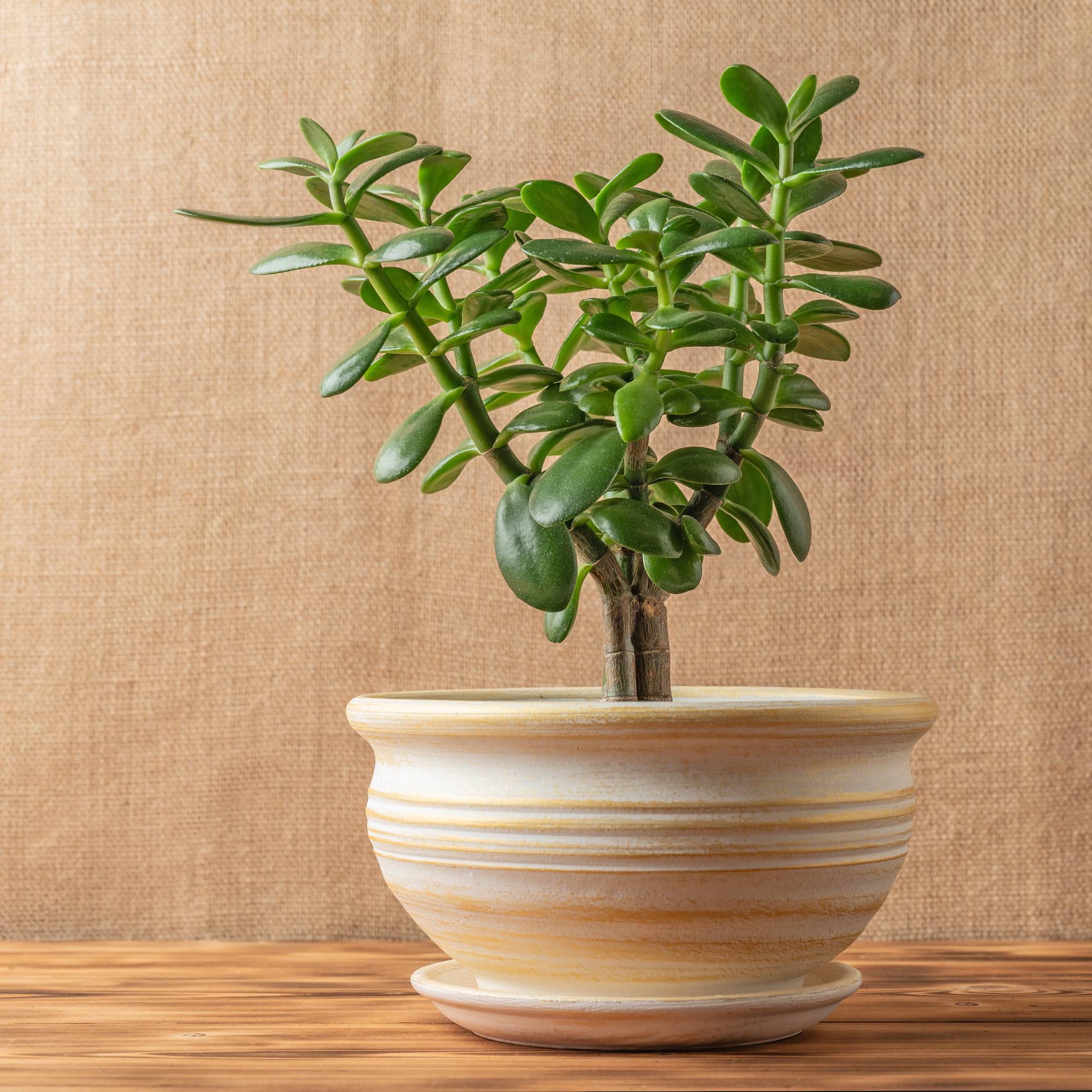 Potted jade plant against a beige canvas backdrop