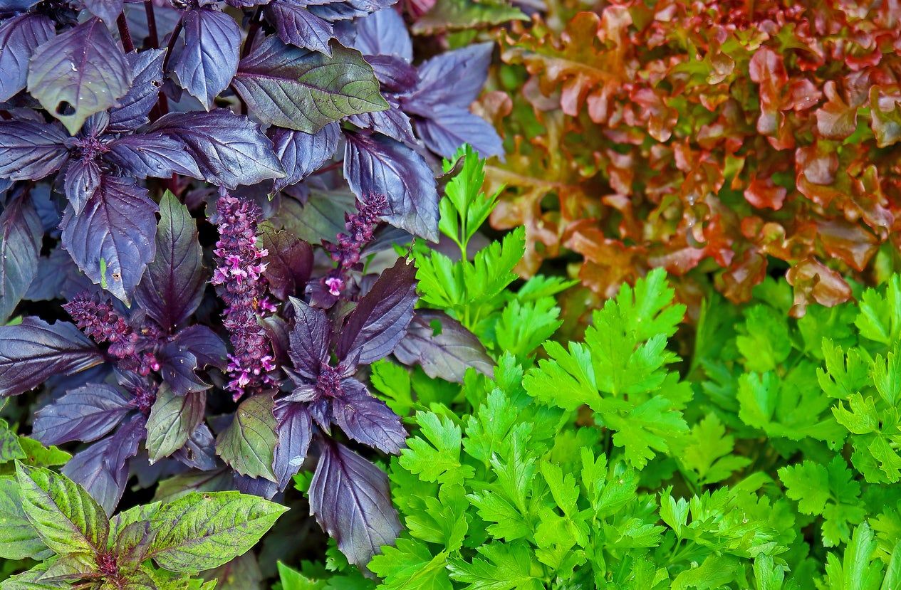 Cilantro Next To Companion Plants