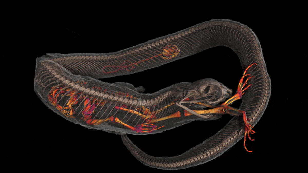 A gif of a CT scan showing a toad and salamander in the body of a hognose snake.