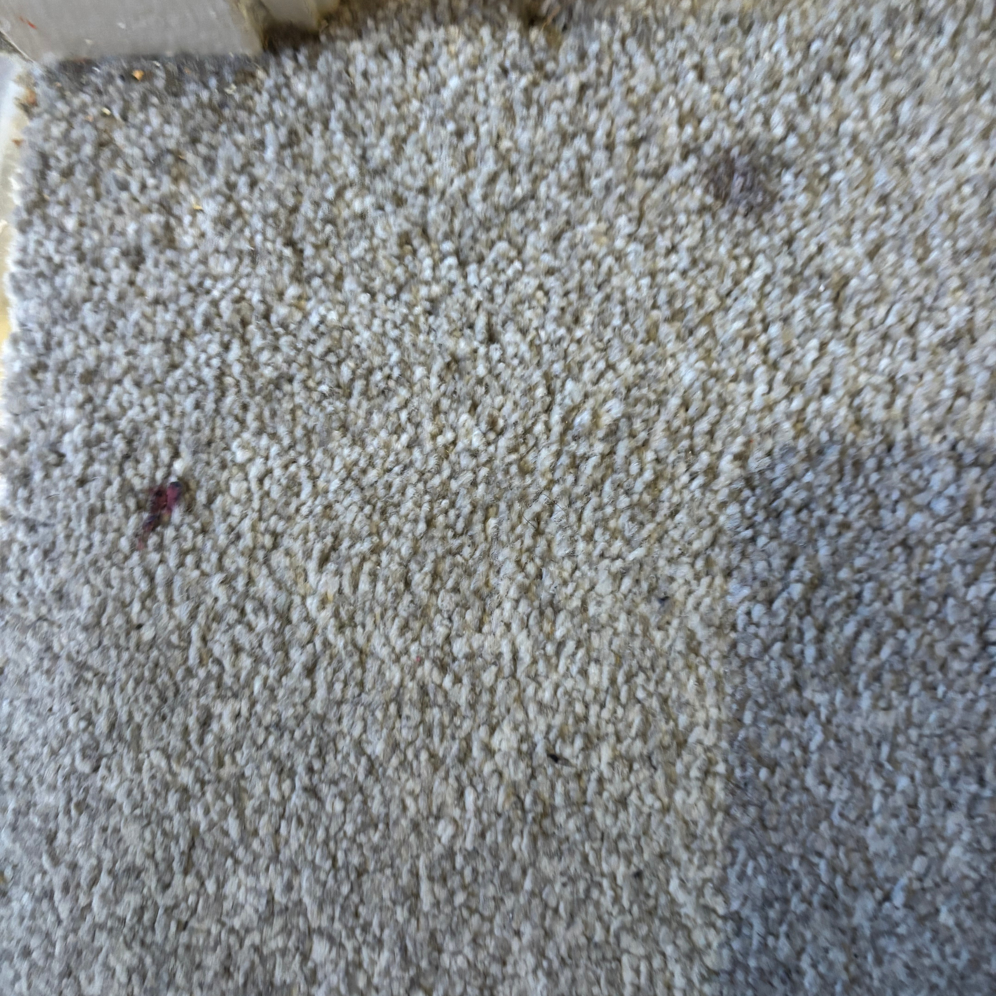 marks on grey carpet - Karcher SE 2 Spot Care Spot Cleaner review 