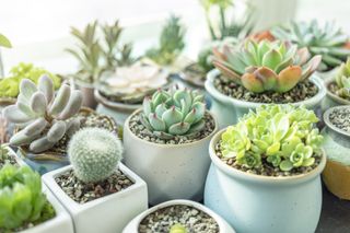 online shopping - succulent plants
