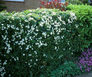 Choisya hedge in flower with white blooms