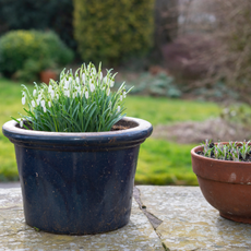 A clump of pure white snowdrops (Galanthus Nivalis) in an English garden in February