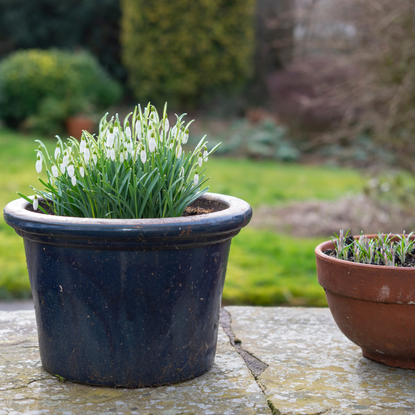 A clump of pure white snowdrops (Galanthus Nivalis) in an English garden in February