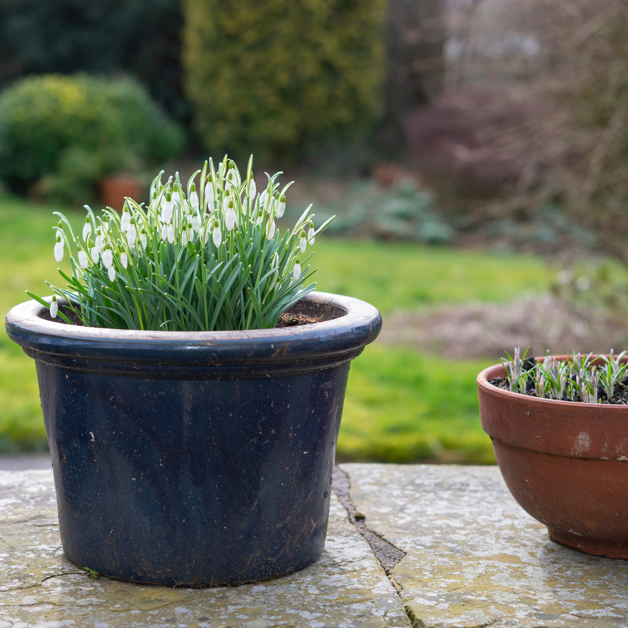 A clump of pure white snowdrops (Galanthus Nivalis) in an English garden in February