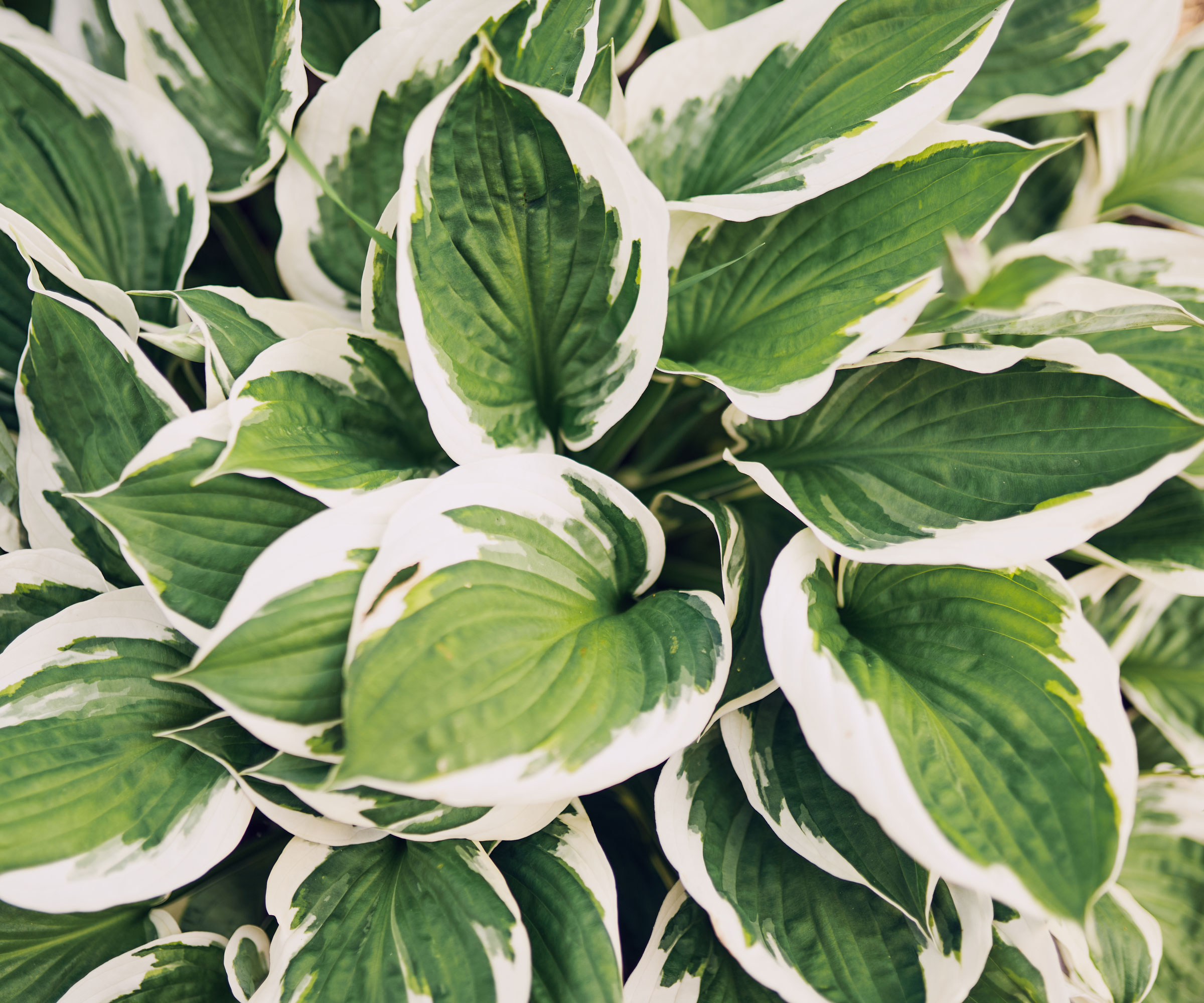 hosta plant with large green and white leaves