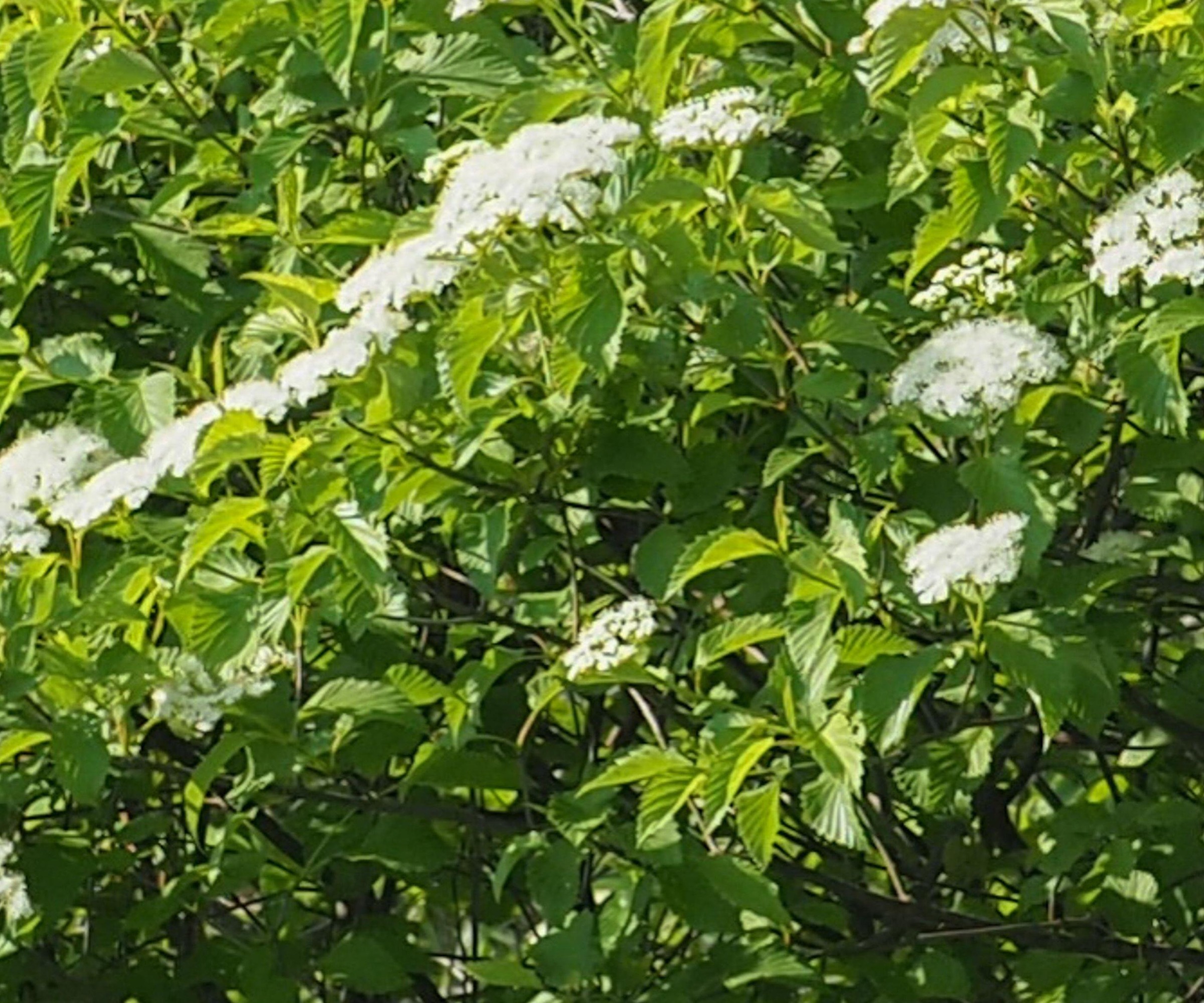 close up of Viburnum dentatum hedge plants