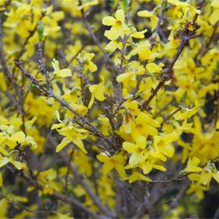 Yellow flowering forsythia shrub