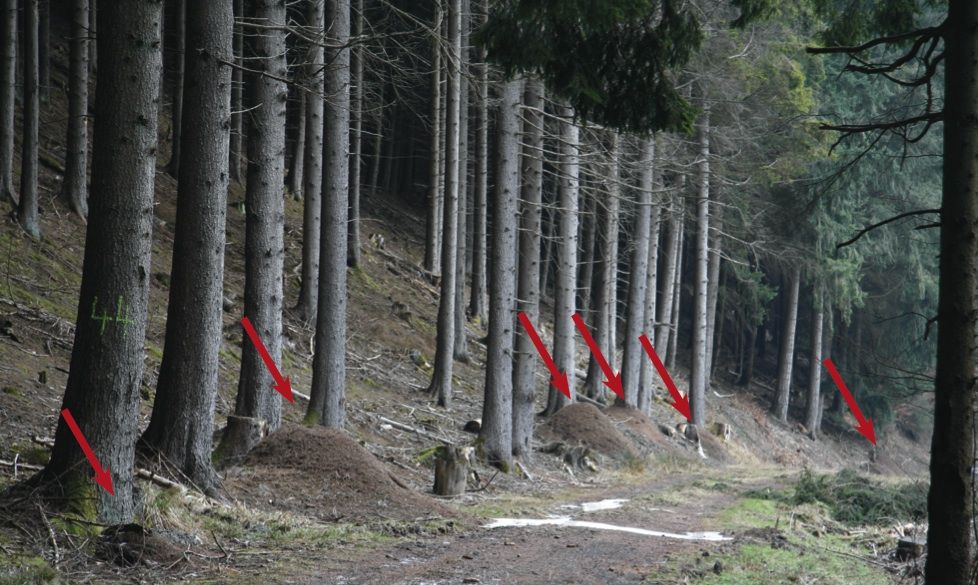 Red wood ant mounds on an earthquake fault in Germany.