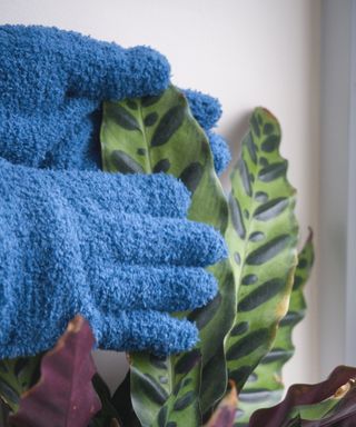 Houseplant dusting gloves