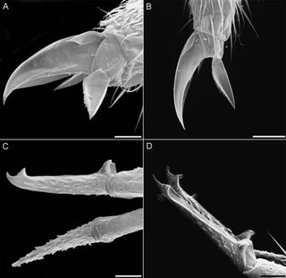 This scanning electron miscroscopy image shows the cave creature's claw (A, B) and the tiny pointed projections along its body.
