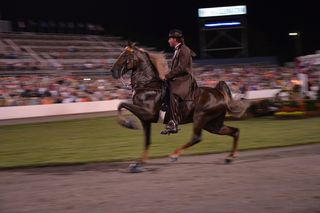 This rider is competing in the 2012 Celebration event, the biggest Tennessee walking horse competition. 