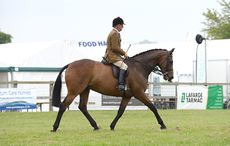 Horse No 221; Hoppy Jumping ALLISTER Hood Champion in the Light Weight Hunter Championship and over all Hunter Champion during the Hertfordshire County Show near Redbourn, Hertfordshire, UK between 23th-24th May 2015
