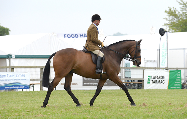 Horse No 221; Hoppy Jumping ALLISTER Hood Champion in the Light Weight Hunter Championship and over all Hunter Champion during the Hertfordshire County Show near Redbourn, Hertfordshire, UK between 23th-24th May 2015