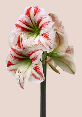 Close-up of red and white amaryllis flowers