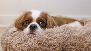 Cavalier king charles spaniel napping