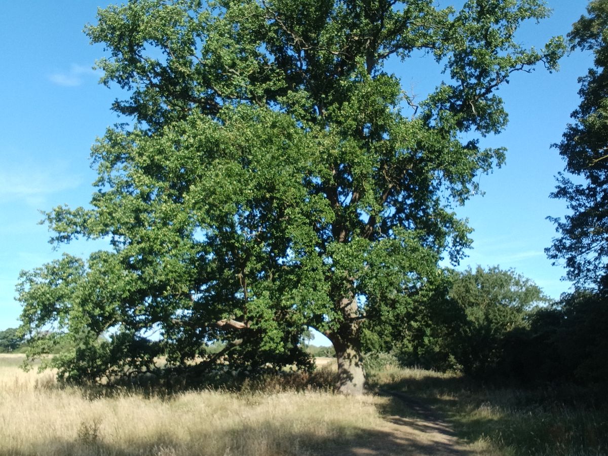 Photo of a tree taken with the Xiaomi Redmi Pad 2 front facing camera