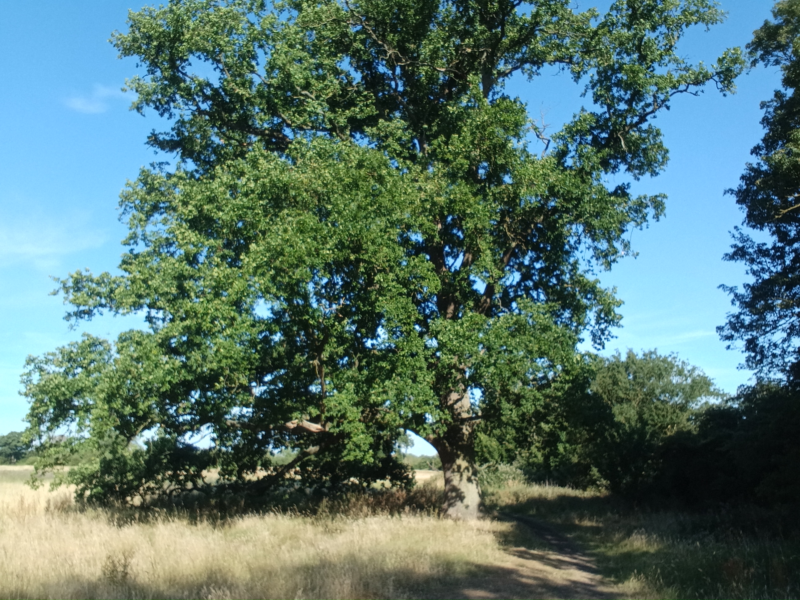 Photo of a tree taken with the Xiaomi Redmi Pad 2 front facing camera