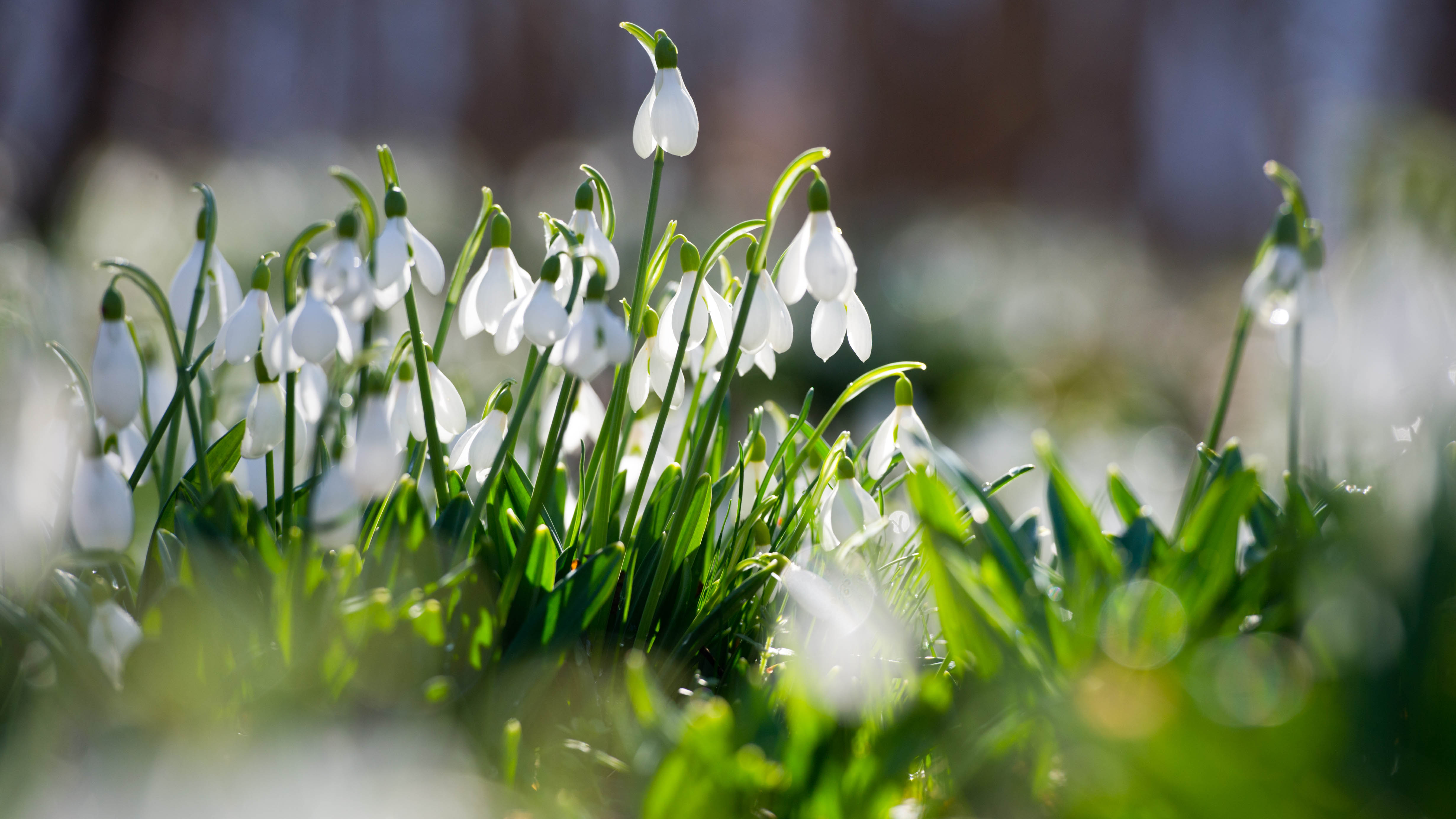 7 best winterproof plants to survive the cold | Tom's Guide