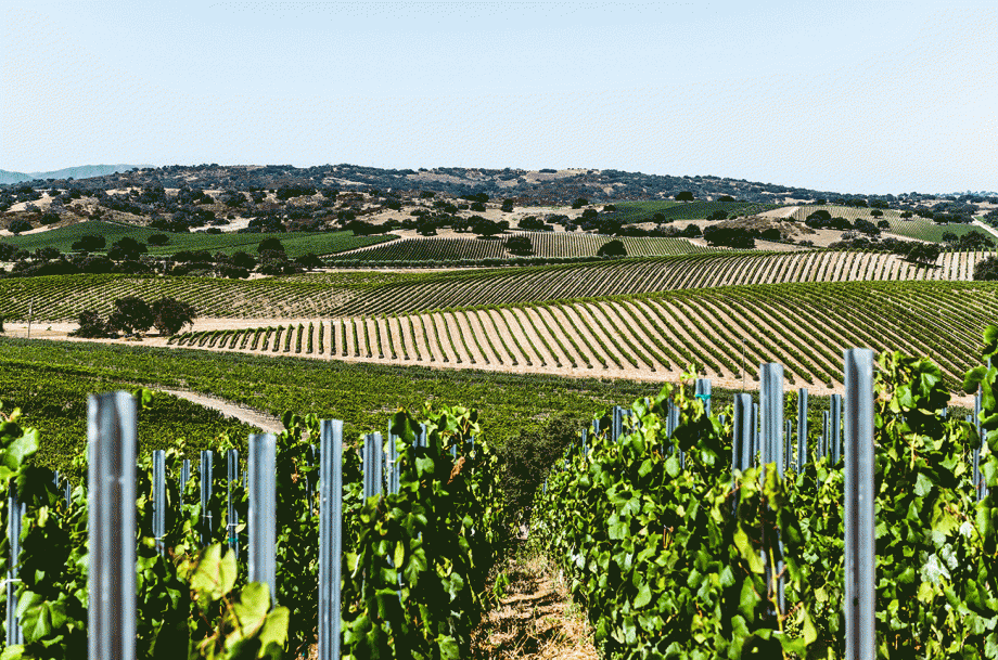Stoplman Estate Vineyard in Ballard Canyon