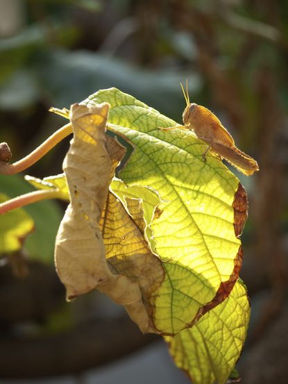 Pests On Kiwi Vine Leaves