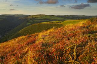 Coastal heath (Common heather, Bell heather and Western gorse) lining the coastal path in late summer on the hillside above the Heddon Valley, with Exmoor beyond.