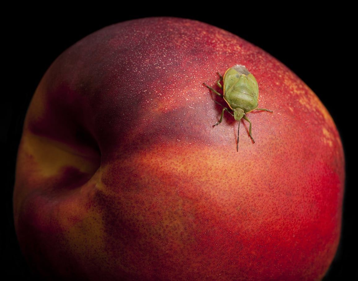 nectarine pest