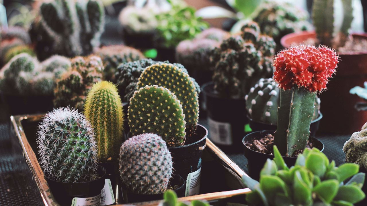 Cacti house plant care