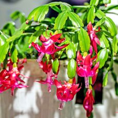 Christmas cactus with pink flowers