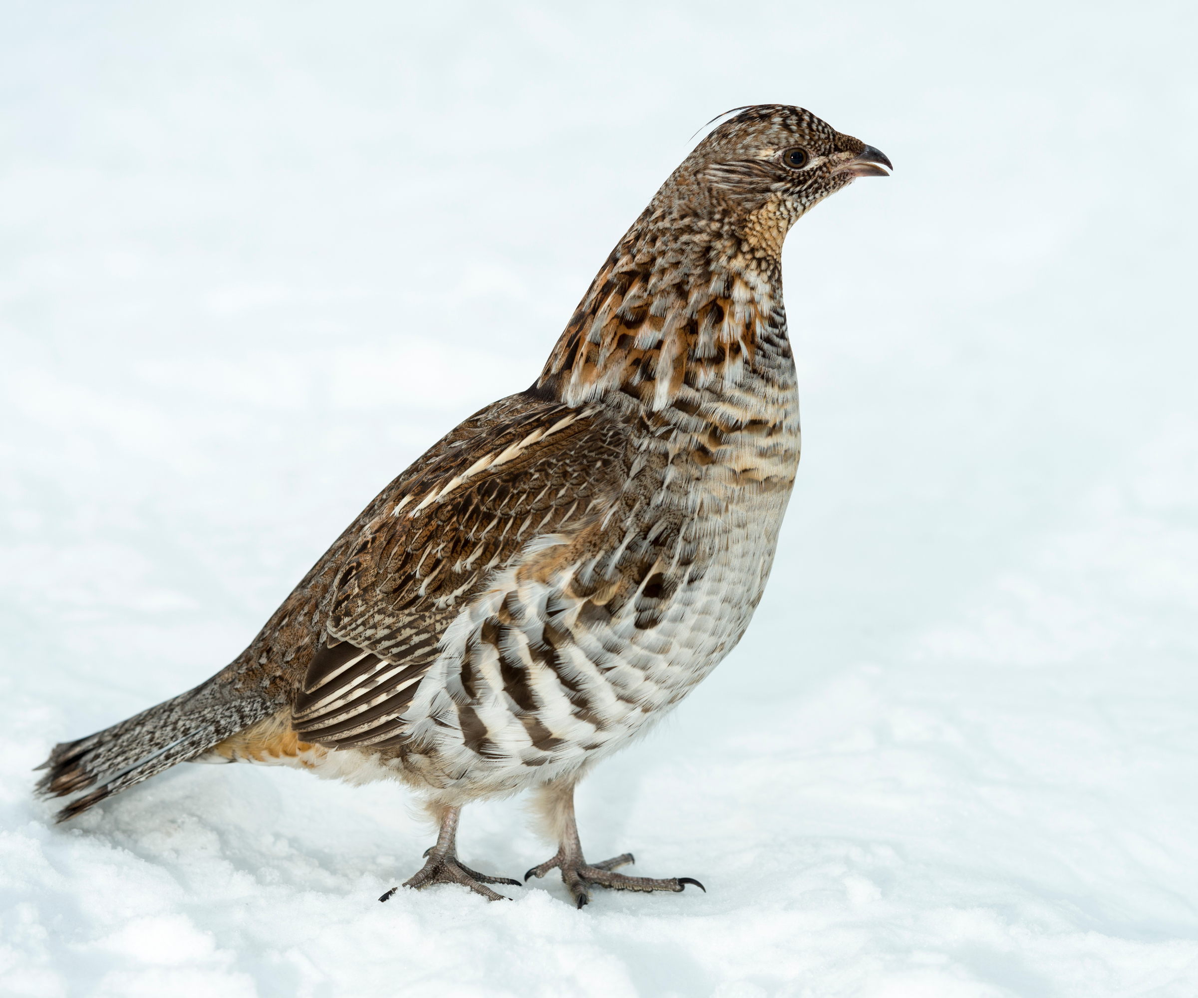 The state birds of the USA