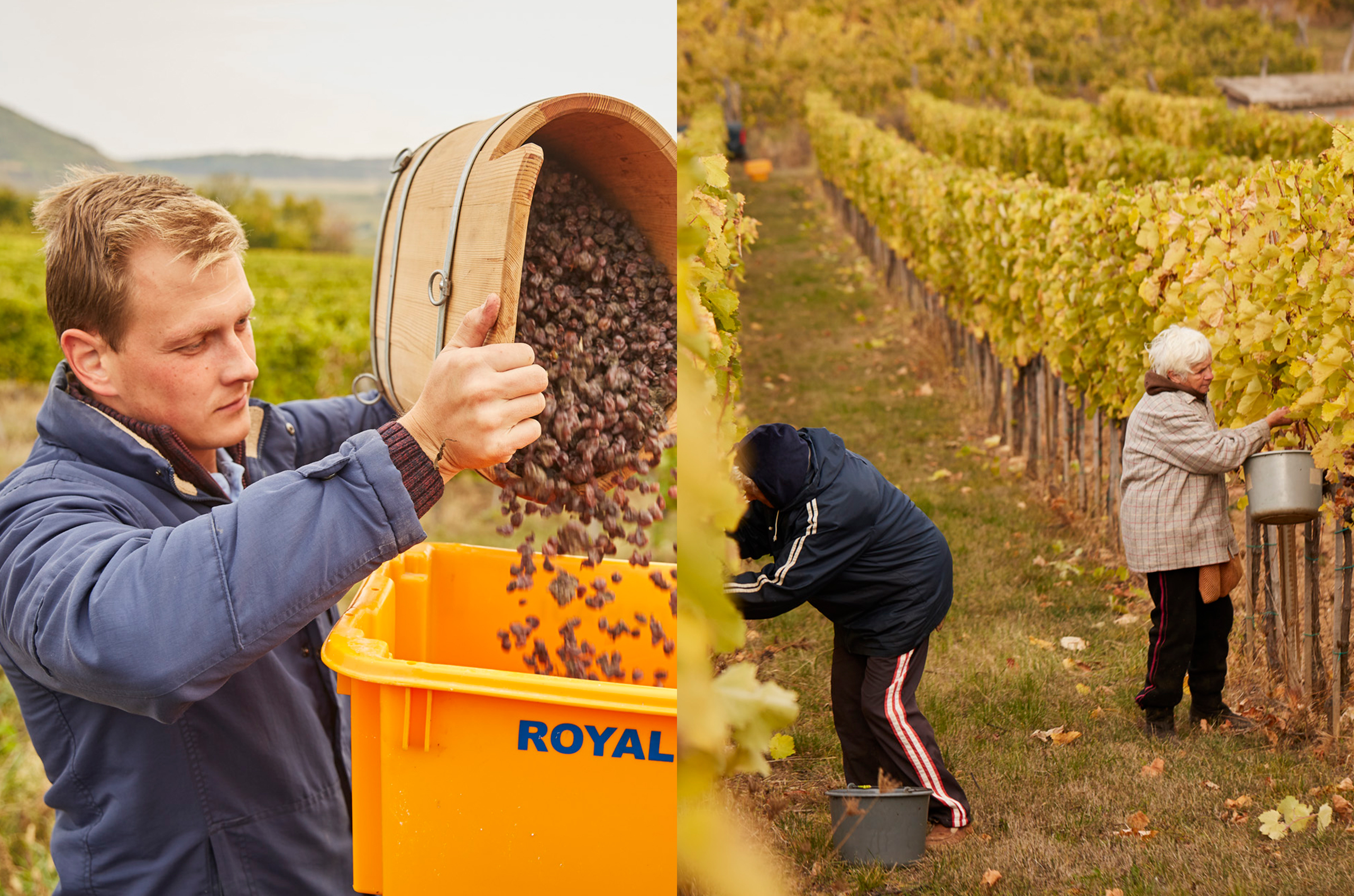 Asz&amp;uacute; harvest at Royal Tokaji