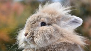 Lionhead rabbit