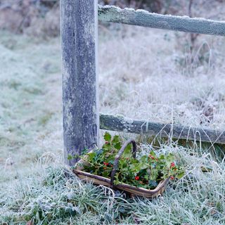 Trug of freshly picked holly on frosty grass next to frosted wooden fence post