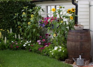 garden borders with sunflowers