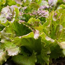 close up of lettuce leaves ready for harvest with some red tinge visible 