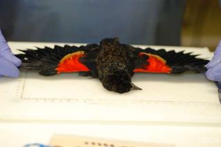 aflockalypse, dead blackbird, animal die-offs,