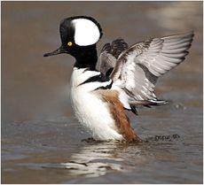 Male hooded merganser 