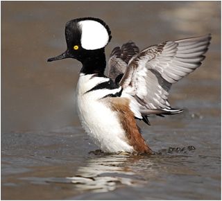 Male hooded merganser 