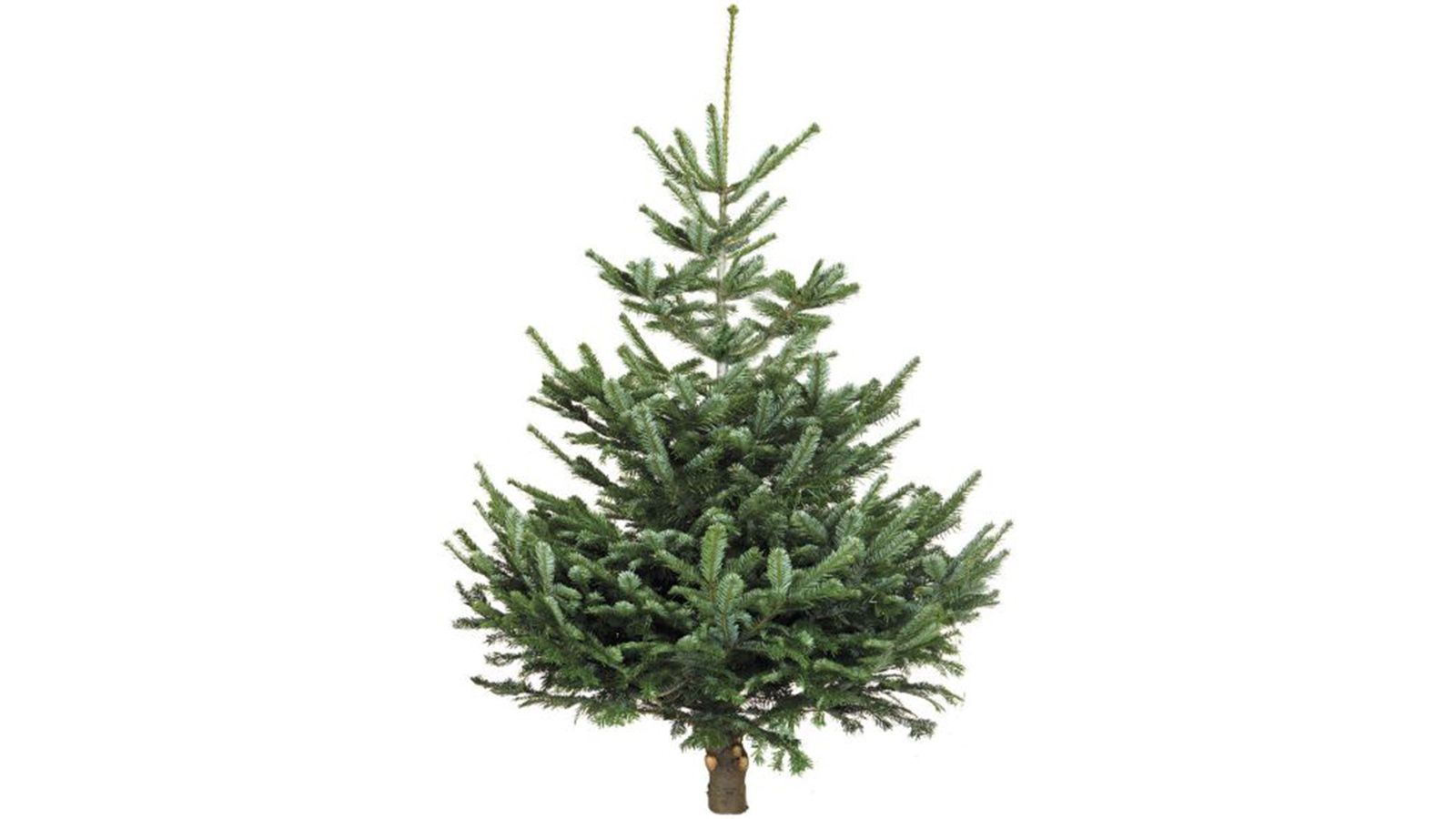 The best real Christmas trees 2021—which variety to buy Woman & Home