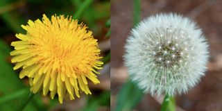 Common dandelion from upstate New York.